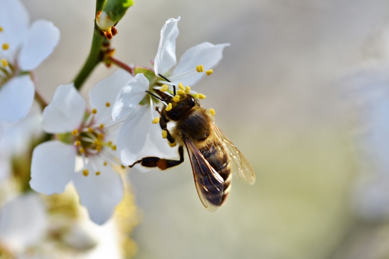 jardinerie-LE LAVANDOU-min_bee-4092986